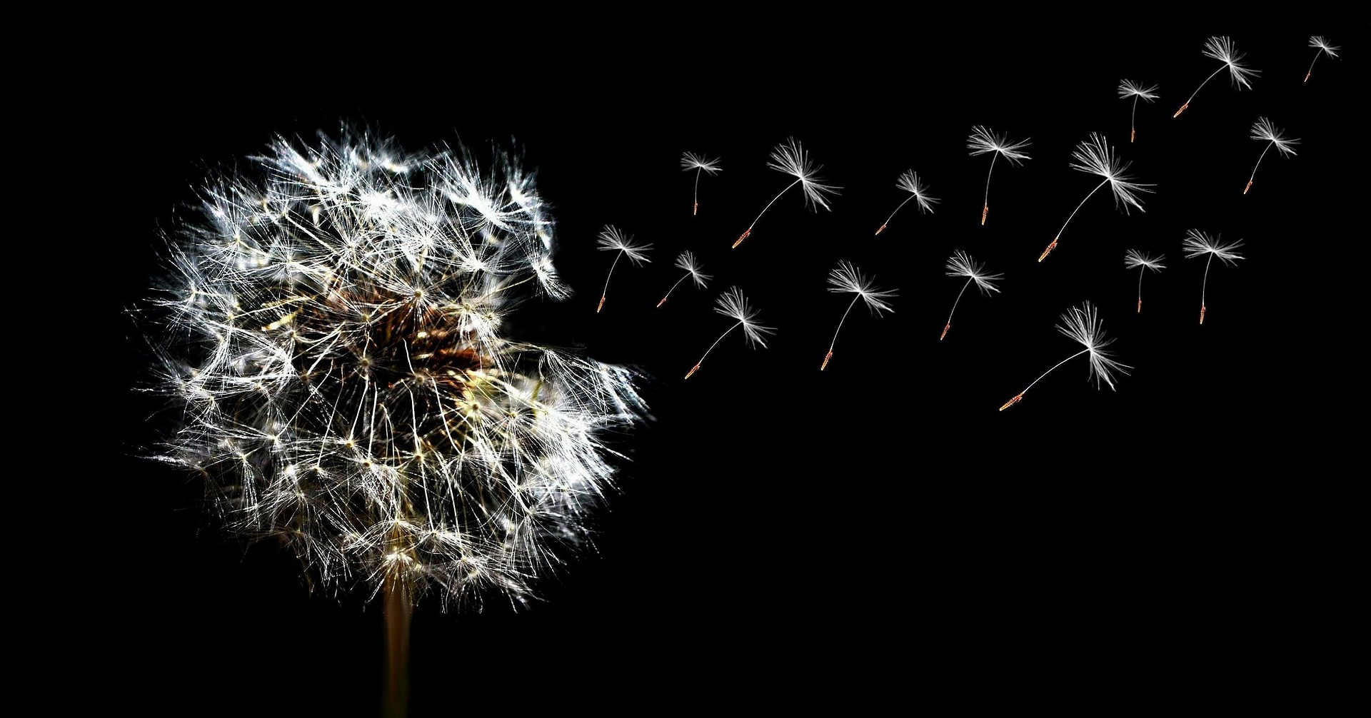 dandelion-333643_1920